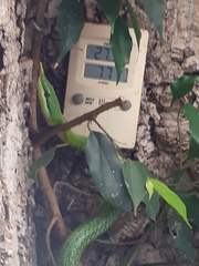 Gonyosoma boulengeri