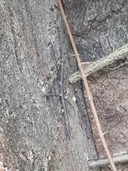 Phaenopharos khaoyaiensis