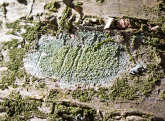 Ropalospora viridis image