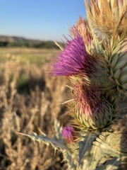 Onopordum acanthium