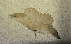 Euchlaena johnsonaria