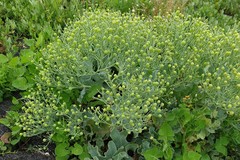 Crambe maritima