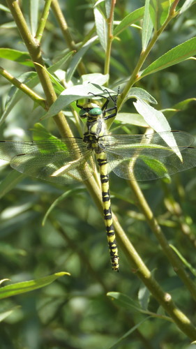 Thecagaster charpentieri