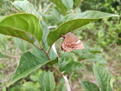 Abisara echerius