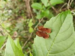Abisara echerius