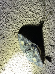 Phaeoura mexicanaria
