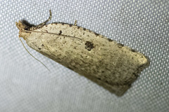 Meritastis polygraphana