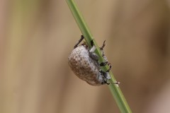 Philopedon plagiatum