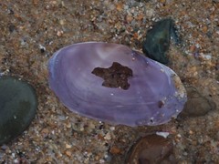 Hiatula alba