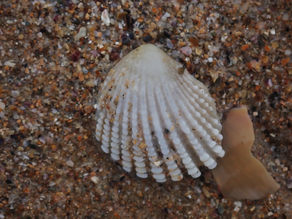 Neotrigonia strangei