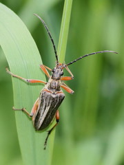 Stenocorus meridianus