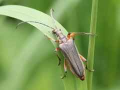 Stenocorus meridianus