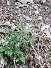 Arabidopsis arenosa arenosa
