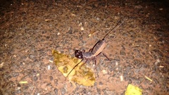 Thelyphonus sepiaris