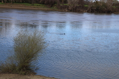 Zalophus californianus