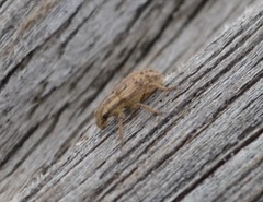 Sitona macularius