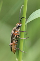 Stenocorus meridianus