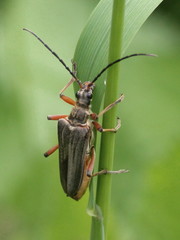 Stenocorus meridianus