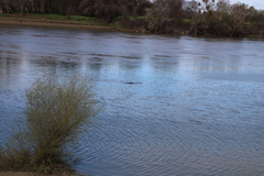 Zalophus californianus