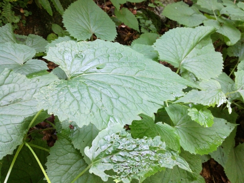 mesačnica trváca (Lunaria rediviva)