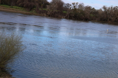 Zalophus californianus