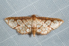 Hypolamprus taphiusalis