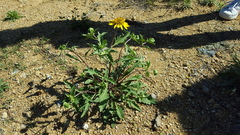 Tetragonotheca texana