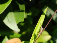 Pirithoicus ophthalmicus