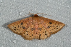 Striglina duplicifimbria