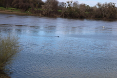 Zalophus californianus