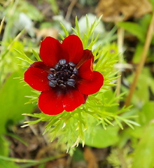 Adonis annua