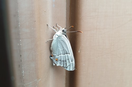 Purple hairstreak, Elburg, Nederland, photo 8 of 10
