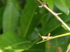 Pirithoicus ophthalmicus