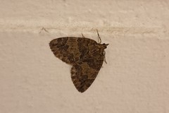 Hydriomena impluviata