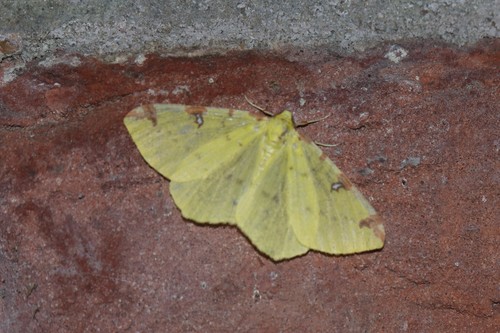 Brimstone Moth, Elburg, Nederland, photo 10 of 10