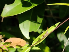 Pirithoicus ophthalmicus