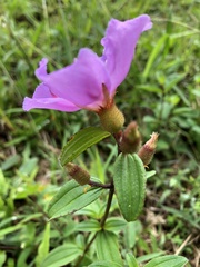 Melastoma × intermedium