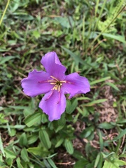 Melastoma × intermedium