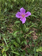 Melastoma × intermedium