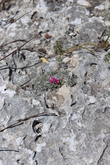 Trichodiadema occidentale