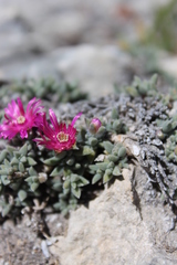 Trichodiadema occidentale