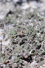 Trichodiadema occidentale