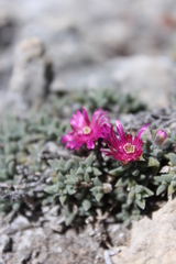 Trichodiadema occidentale