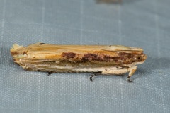 Procoronis swinhoeiana