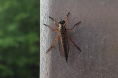 Neomochtherus pallipes