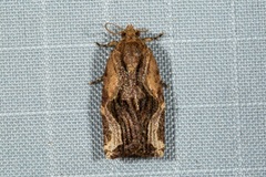 Isodemis serpentinana