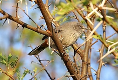 Curruca subcoerulea subcoerulea