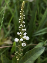 Lysimachia fortunei