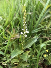 Lysimachia fortunei