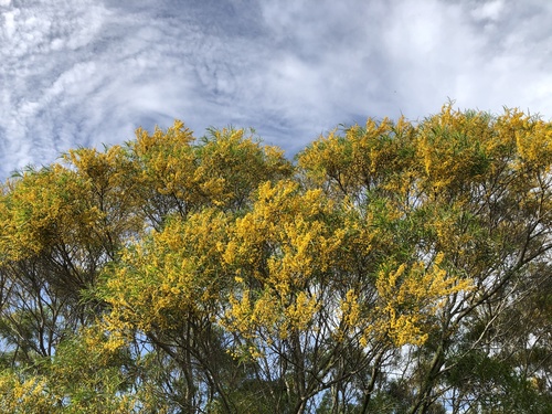 Acacia confusa